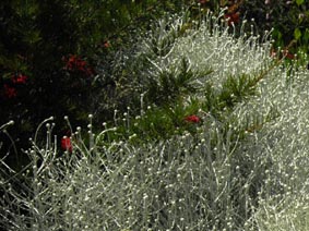 Leucophyta brownii